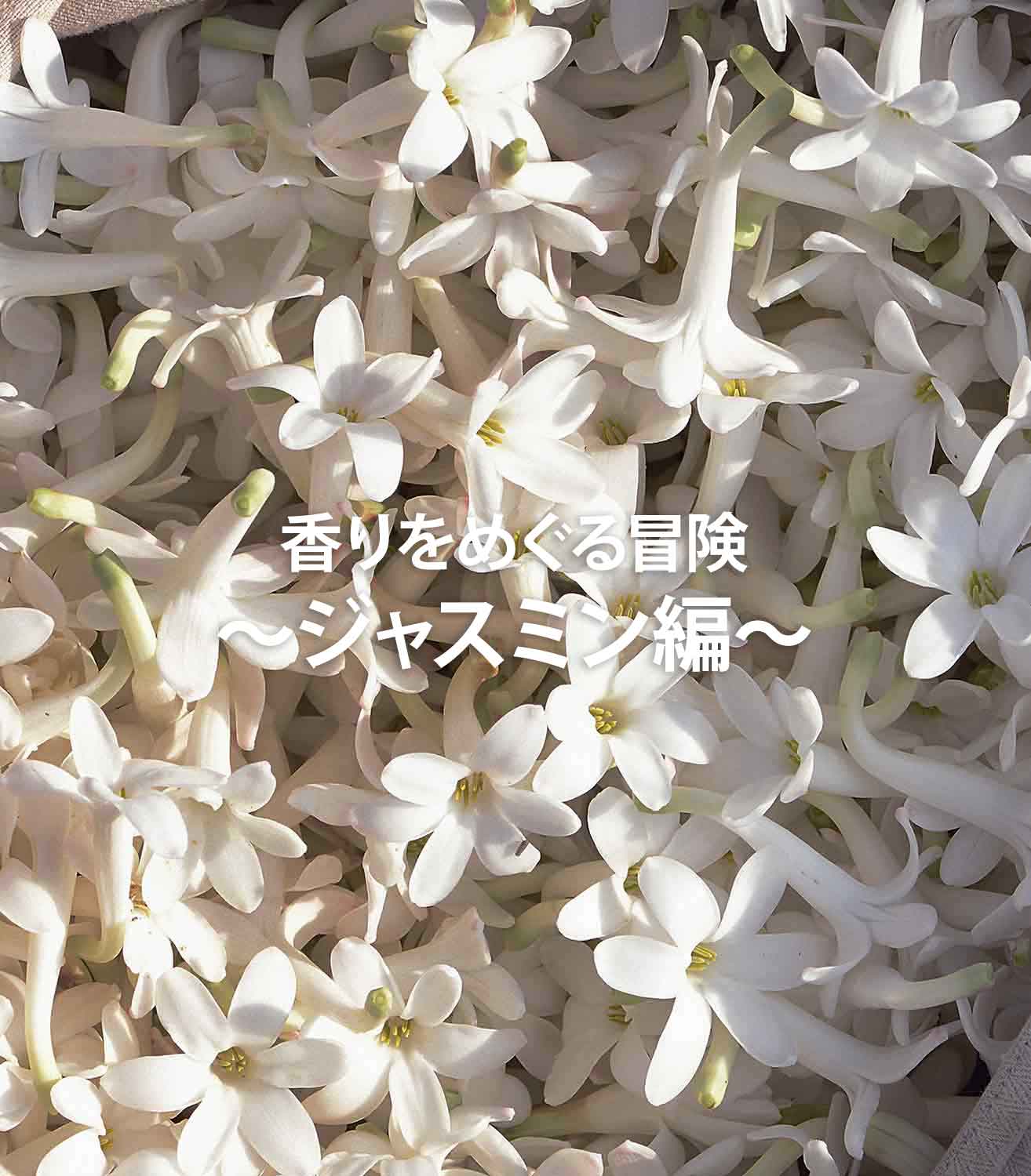 香りをめぐる冒険～ジャスミン編～