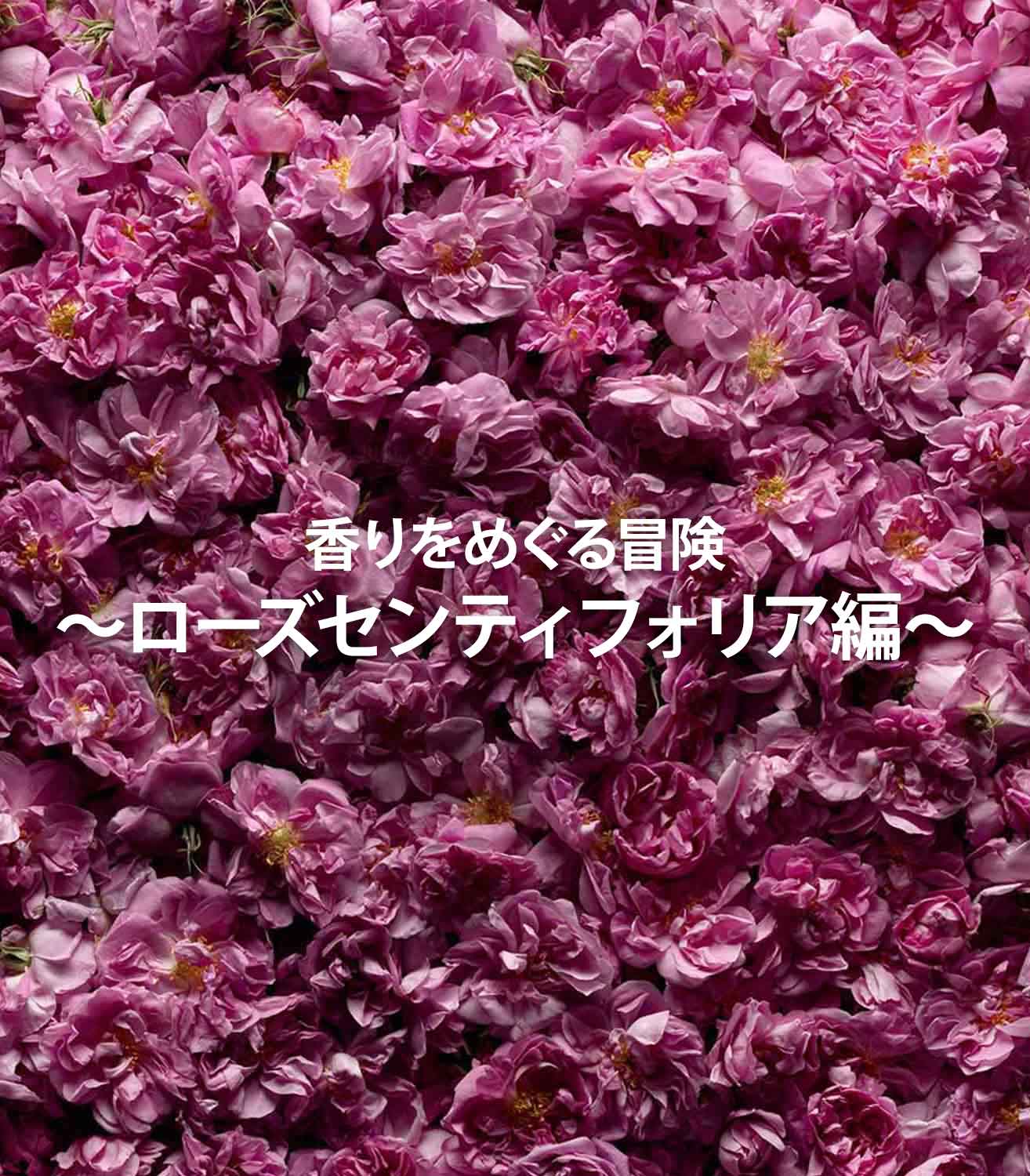 香りをめぐる冒険〜ローズセンティフォリア編〜