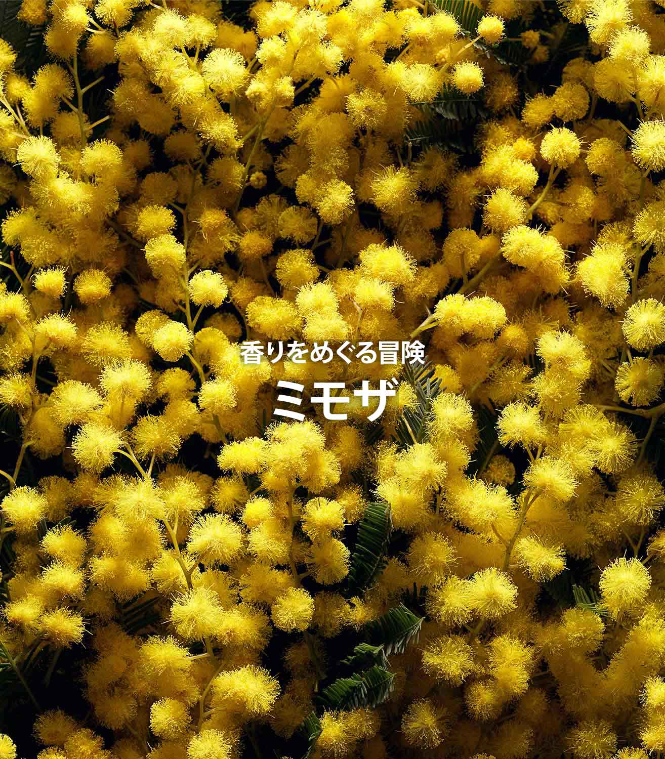 香りをめぐる冒険〜ミモザ編〜