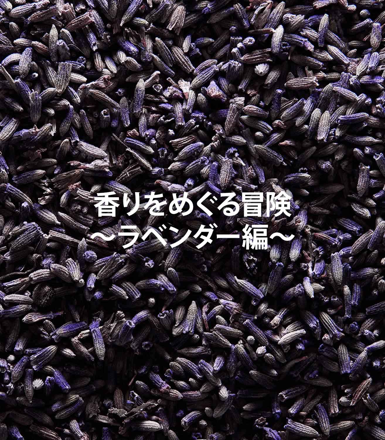 香りをめぐる冒険〜ラベンダー編〜