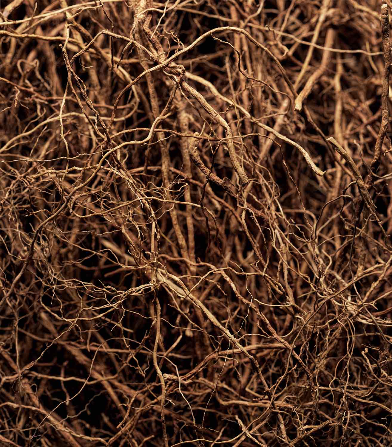  マリージャンヌ香水が使われている天然原料：ベチバー