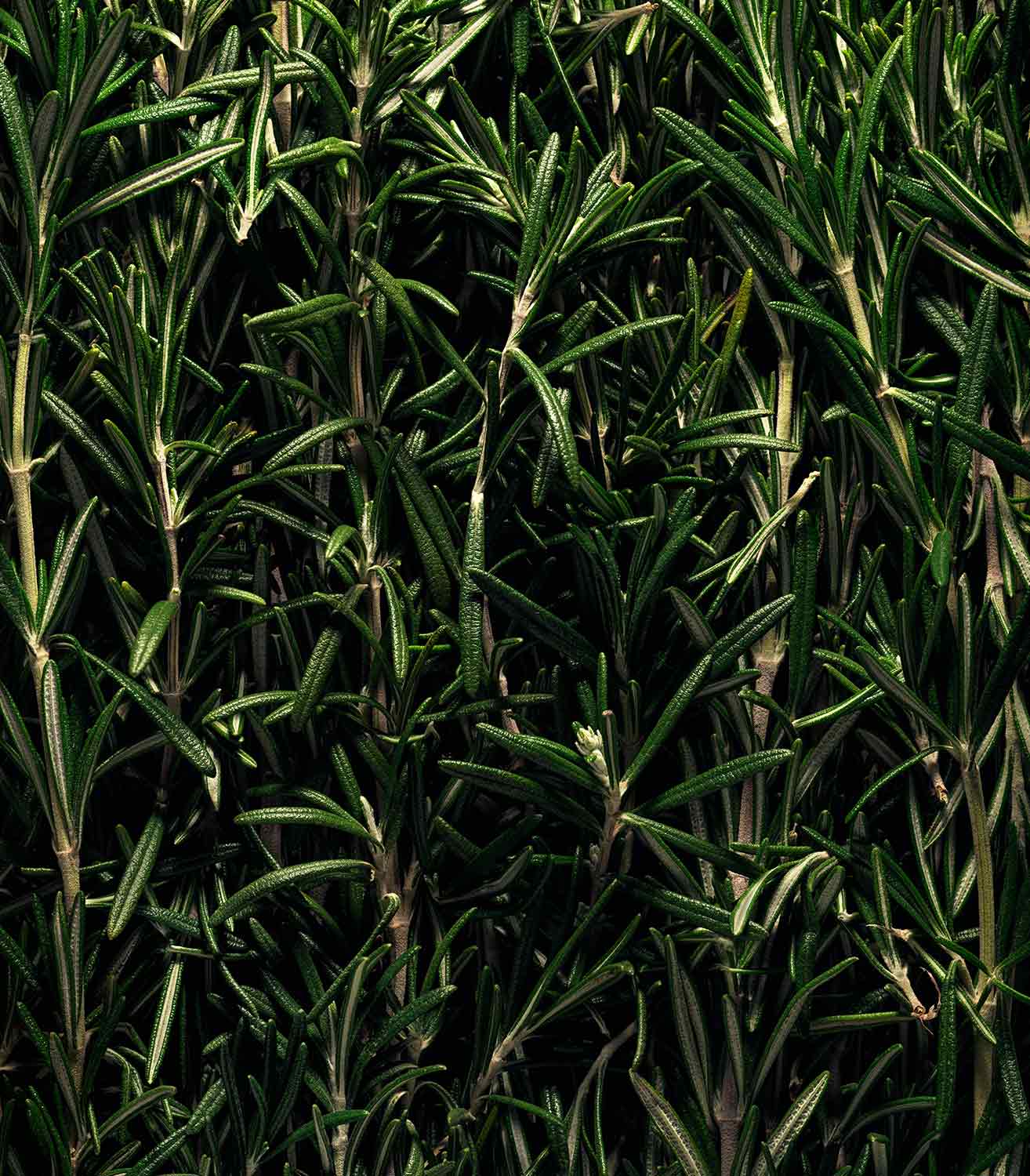 マリージャンヌ香水が使われている天然原料：ローズマリー