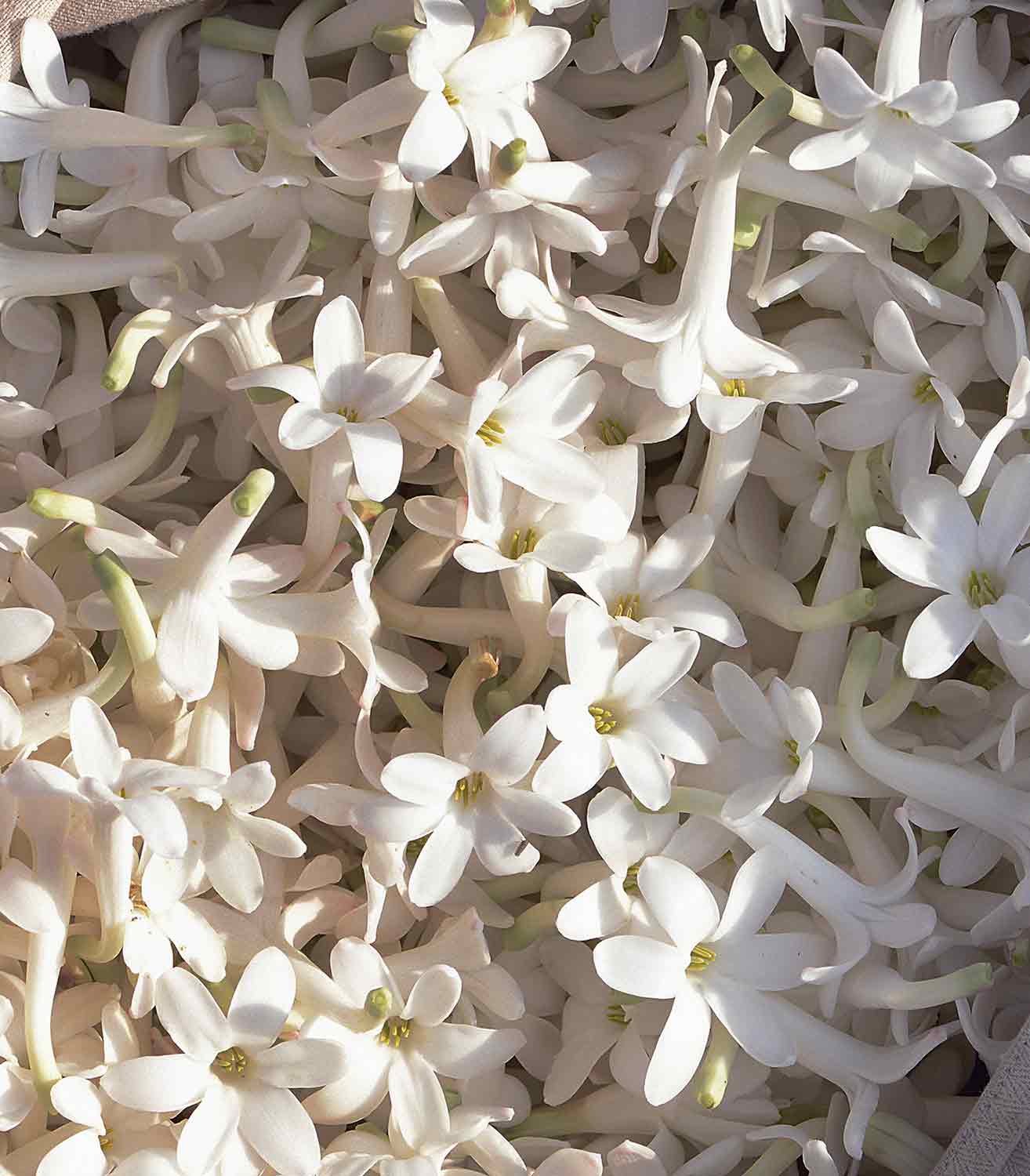  マリージャンヌ香水が使われている天然原料：ジャスミン