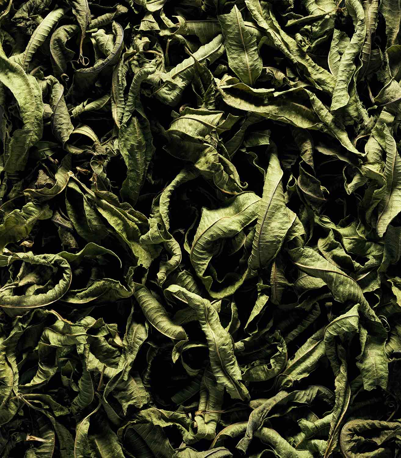 マリージャンヌ香水が使われている天然原料：バーベナ