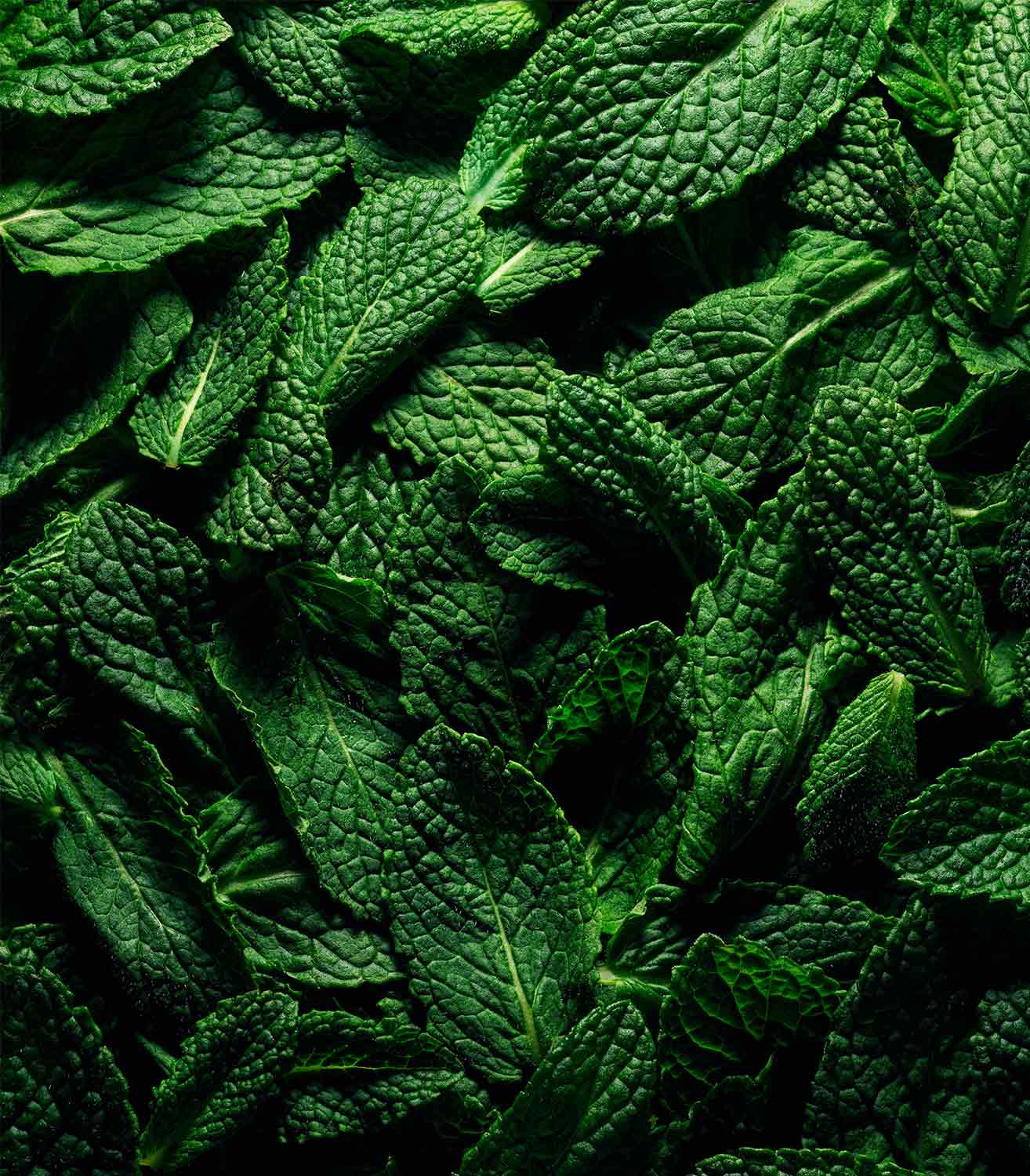 マリージャンヌ香水が使われている天然原料：ミント