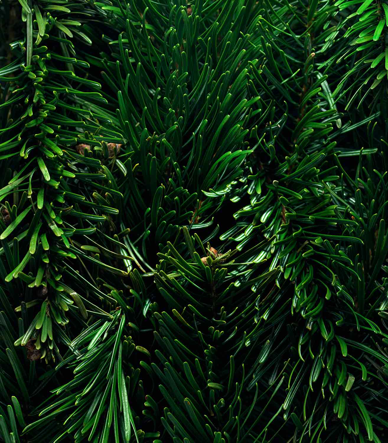 マリージャンヌ香水が使われている天然原料：松