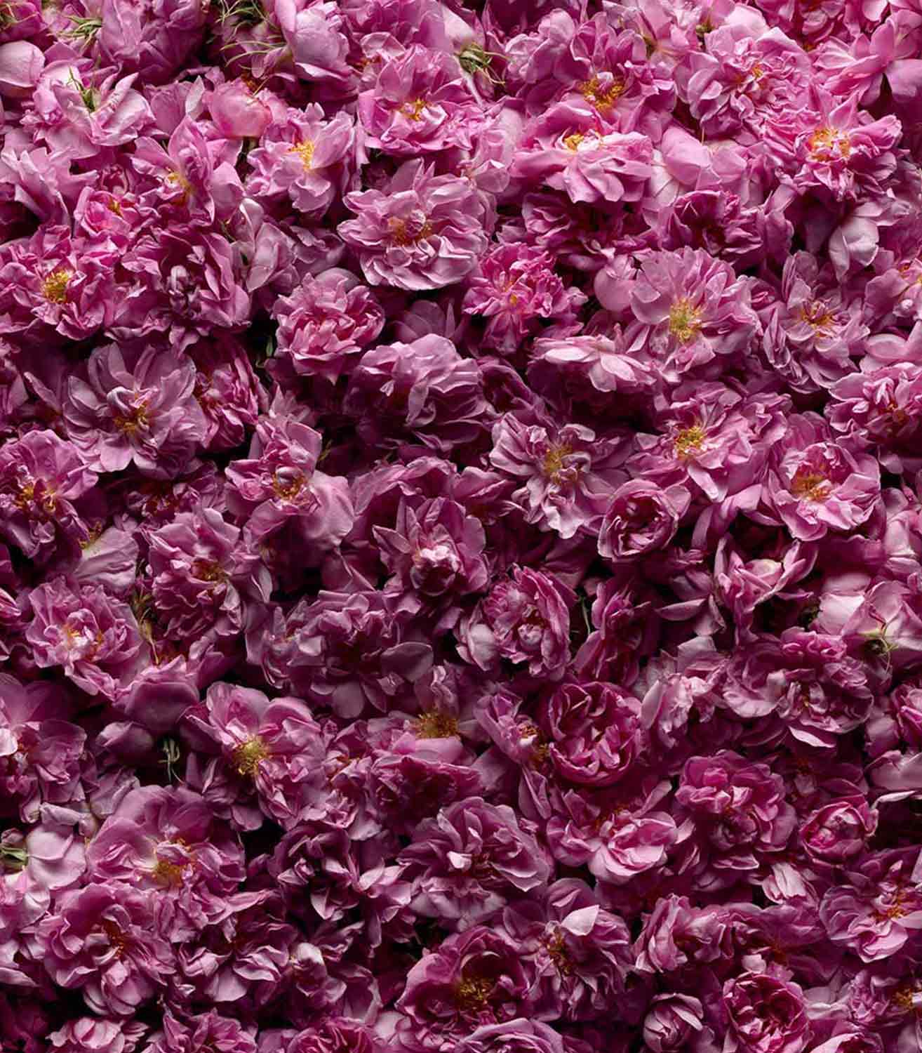  マリージャンヌ香水が使われている天然原料：ローズ