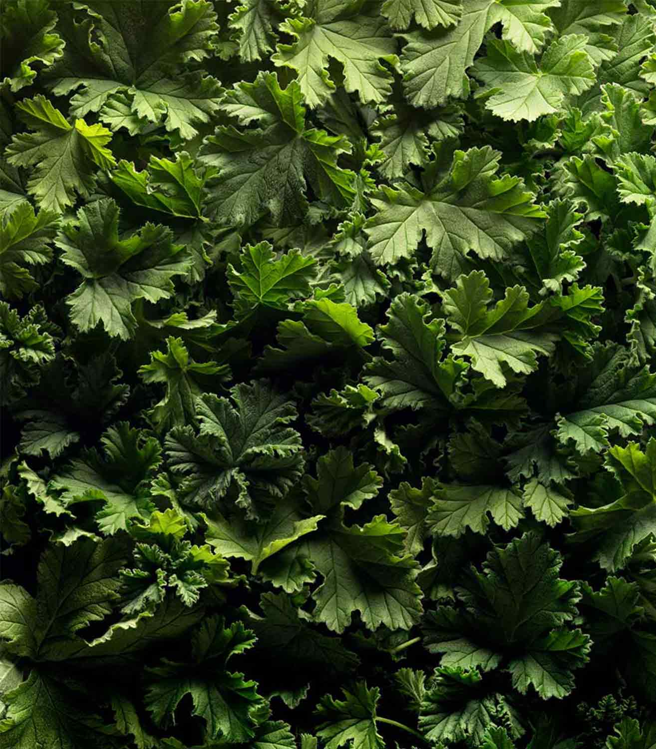 マリージャンヌ香水が使われている天然原料：ゼラニウム