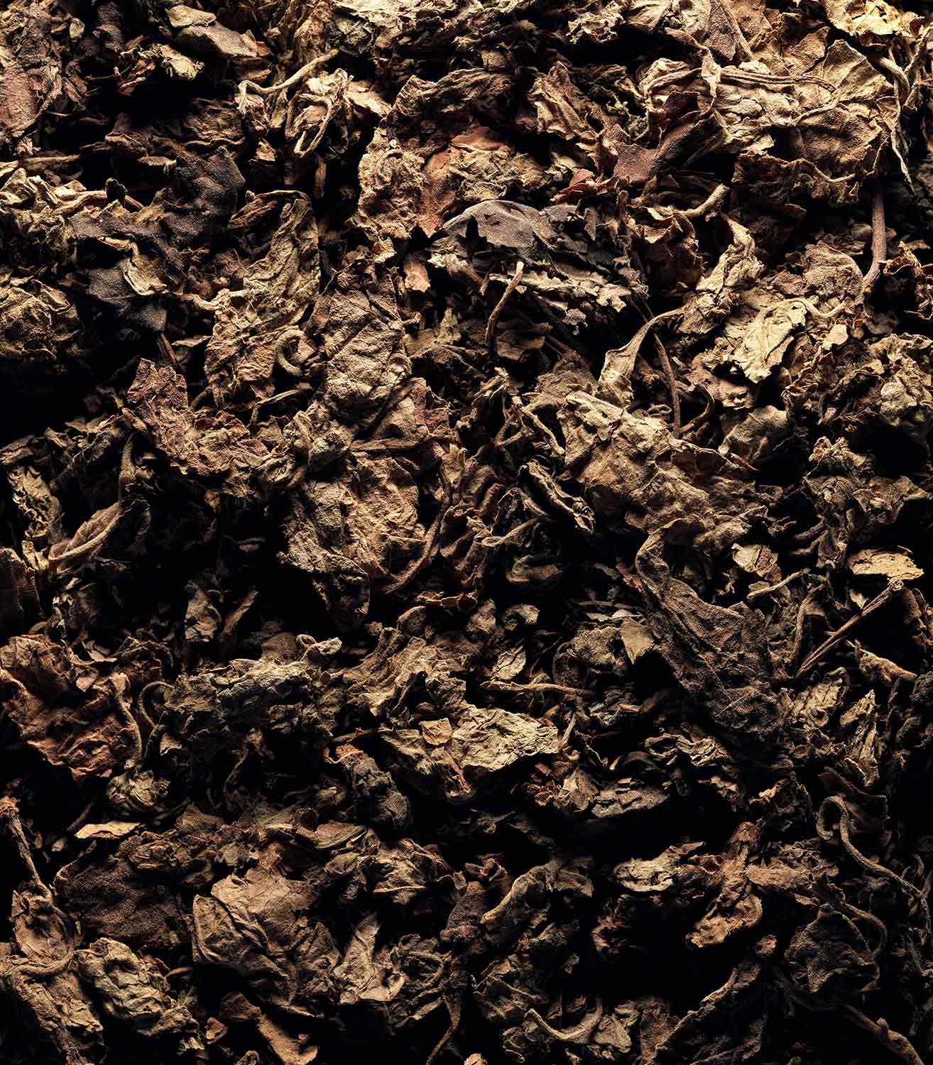 マリージャンヌ香水が使われている天然原料：パチュリ