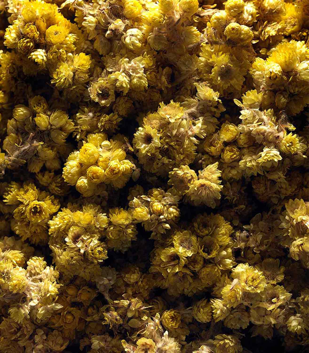 マリージャンヌ香水が使われている天然原料：エバーラスティング