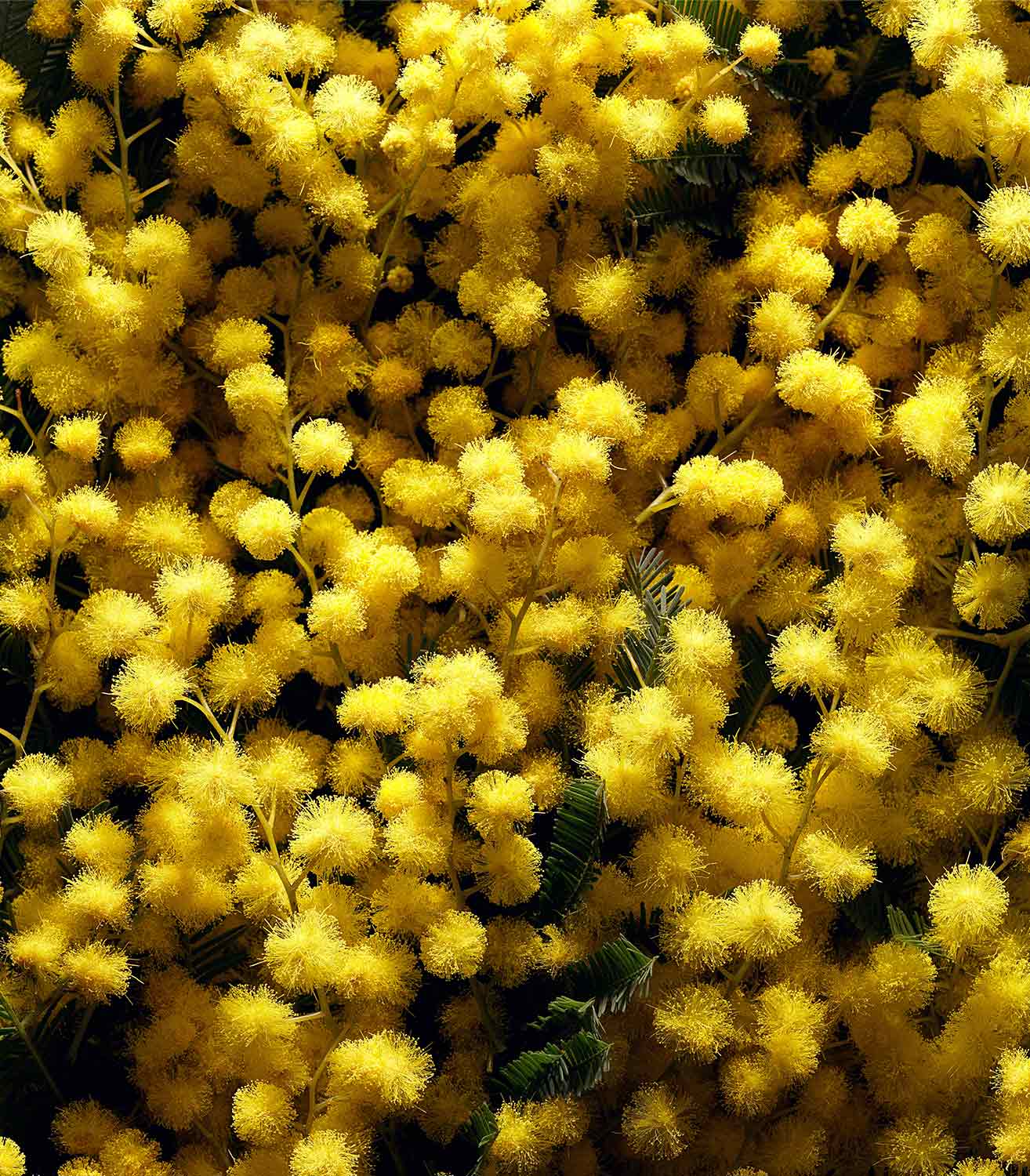 マリージャンヌ香水が使われている天然原料：ミモザ