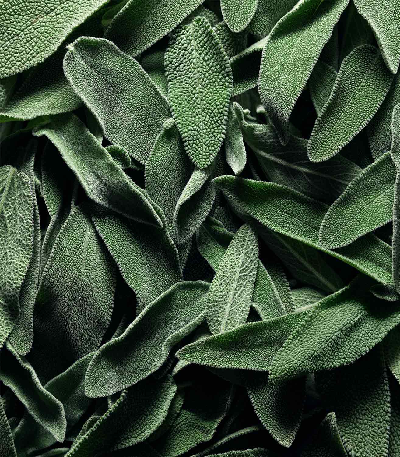 マリージャンヌ香水が使われている天然原料：セージ