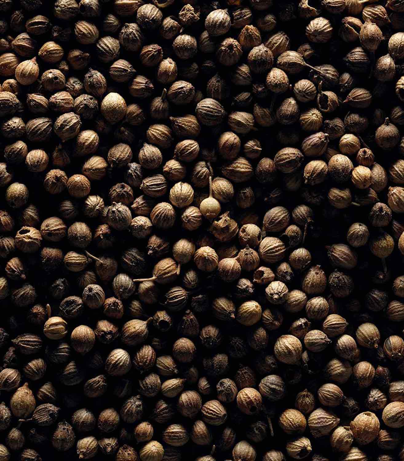 マリージャンヌ香水が使われている天然原料：コリアンダー