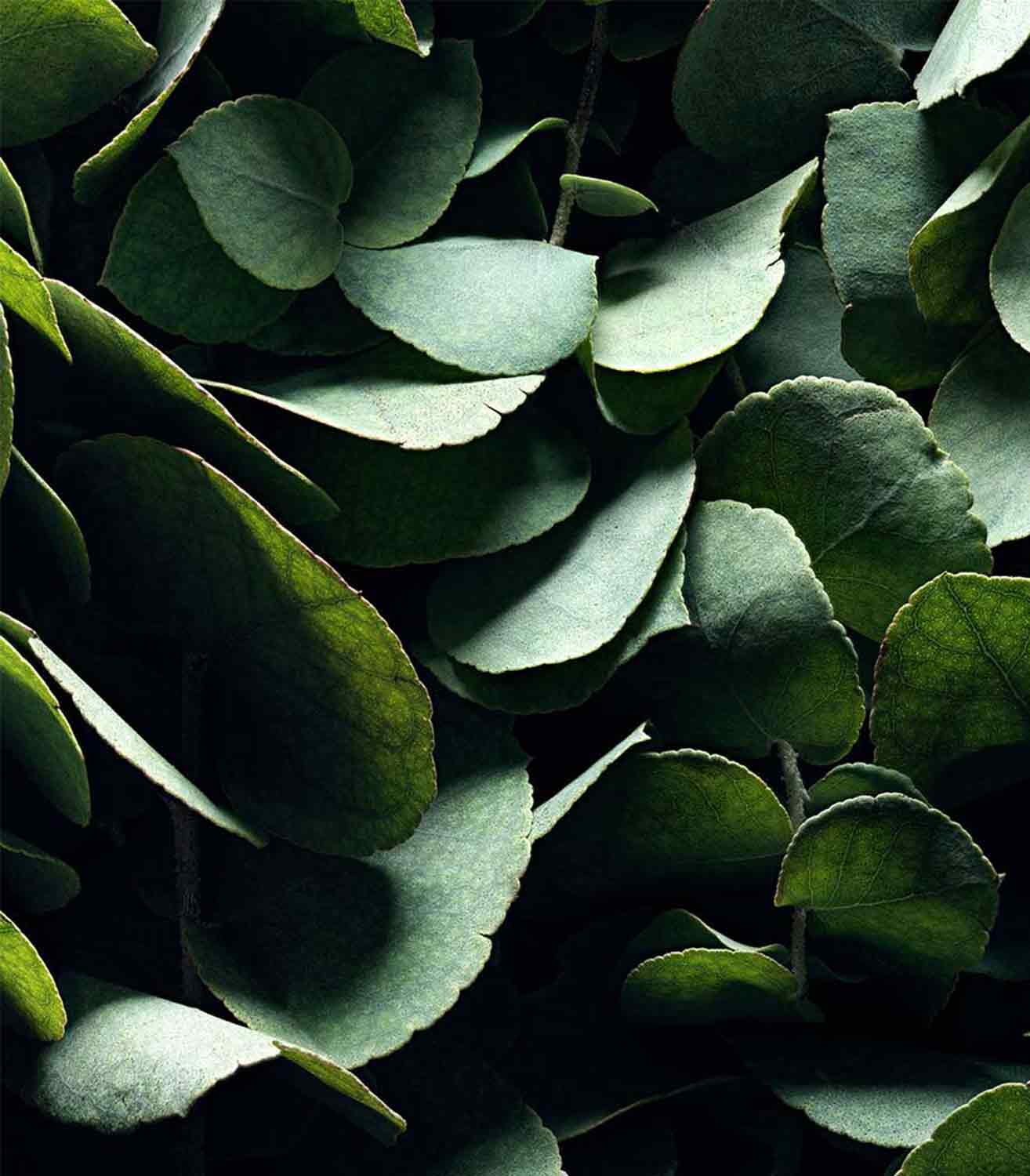 マリージャンヌ香水が使われている天然原料：ユーカリ