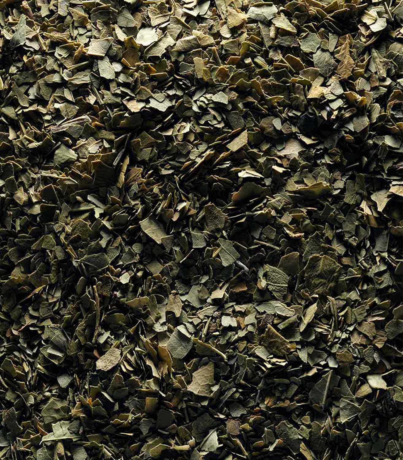 マリージャンヌ香水が使われている天然原料：マテ