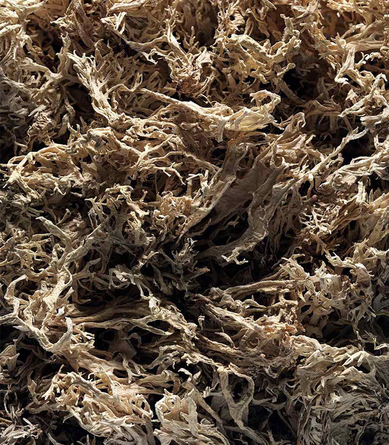 マリージャンヌ香水が使われている天然原料：オークモス