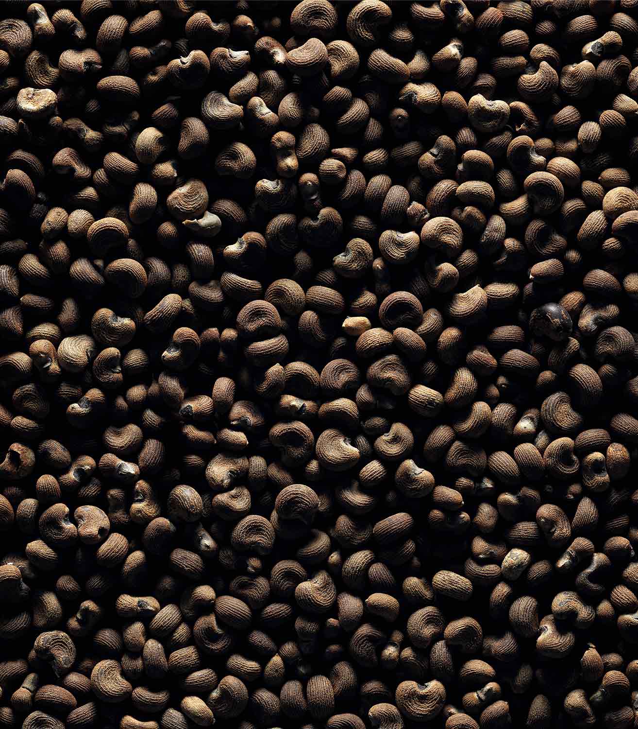 マリージャンヌ香水が使われている天然原料：アンブレットシード