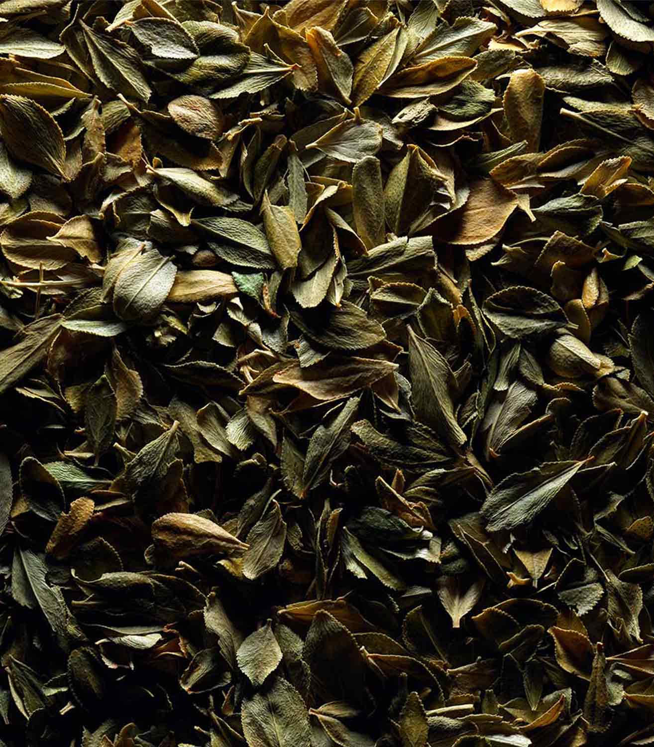 マリージャンヌ香水が使われている天然原料：ブークー